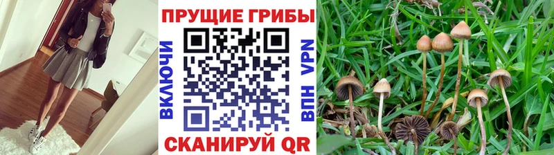 Галлюциногенные грибы Cubensis  где купить наркоту  Подпорожье 